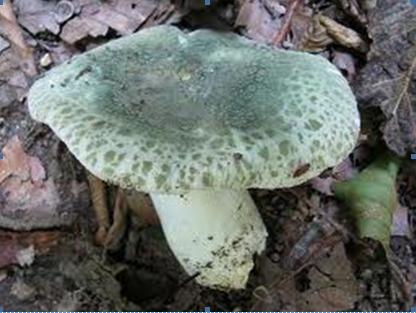 Ruwe russula