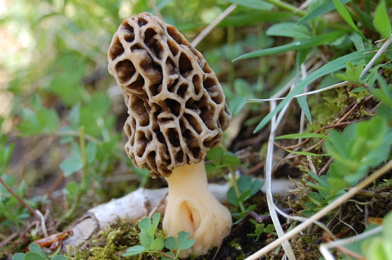 Bestand:Morielje.jpg