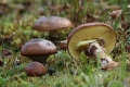 Miniatuurafbeelding voor de versie van 13 dec 2017 12:40