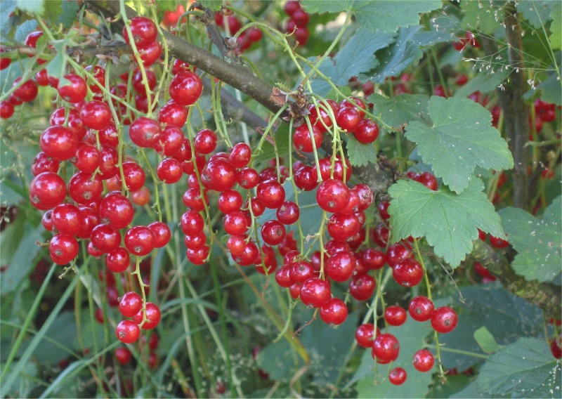 Bestand:Rode bessen (Ribes rubrum).jpg