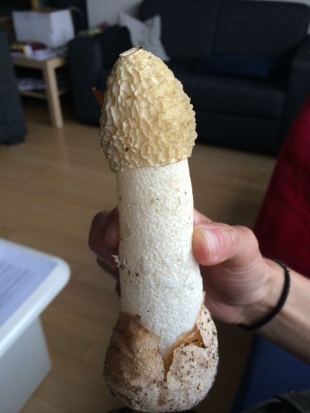 Bestand:Grote Stinkzwam.jpg