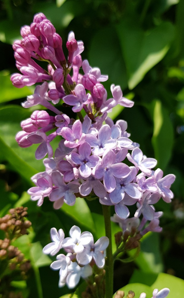 Bestand:Sering-bloemen.png