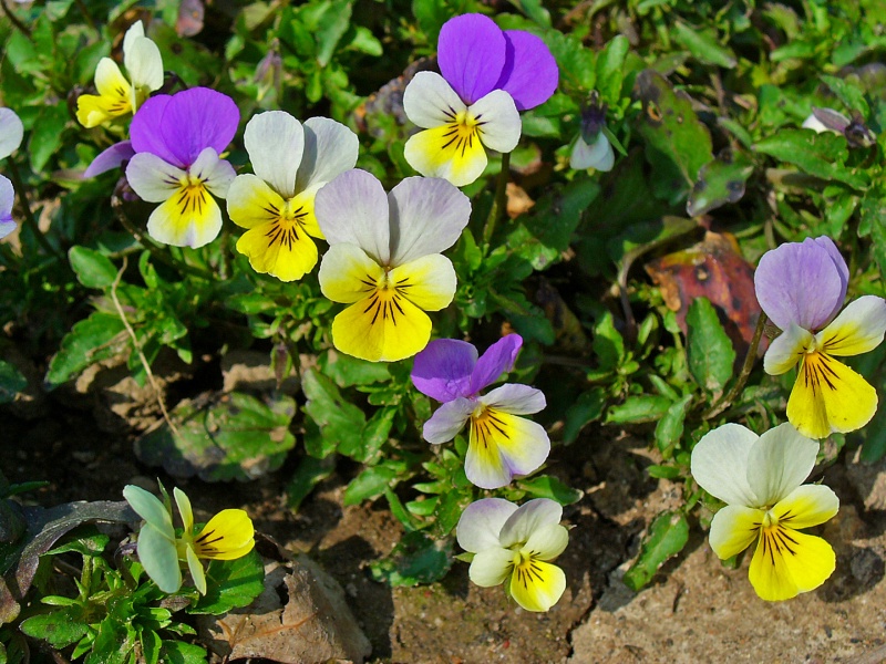 Bestand:Viola tricolor.JPG