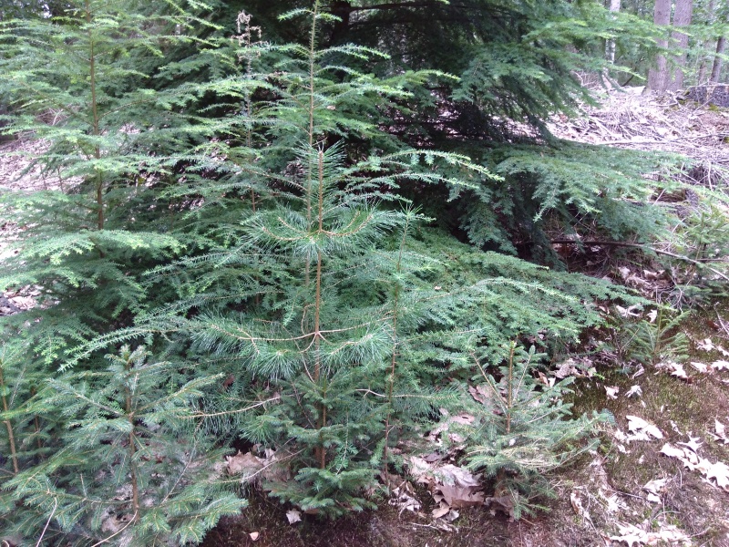 Bestand:Naaldbomen.jpg