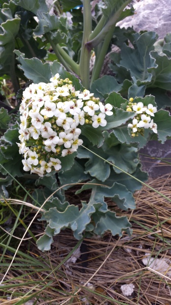 Bestand:Zeekool met bloem.jpg