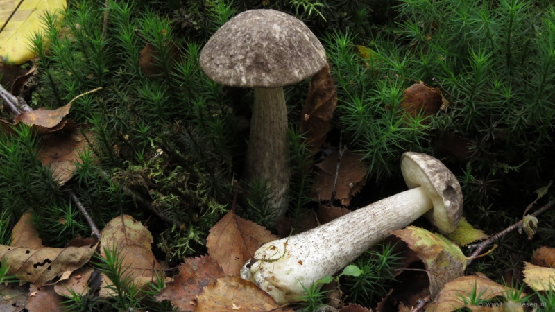 Bestand:Bonte berkenboleet.jpg