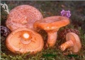 Miniatuurafbeelding voor de versie van 8 mrt 2017 14:32