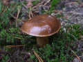 Miniatuurafbeelding voor de versie van 4 jan 2021 13:57
