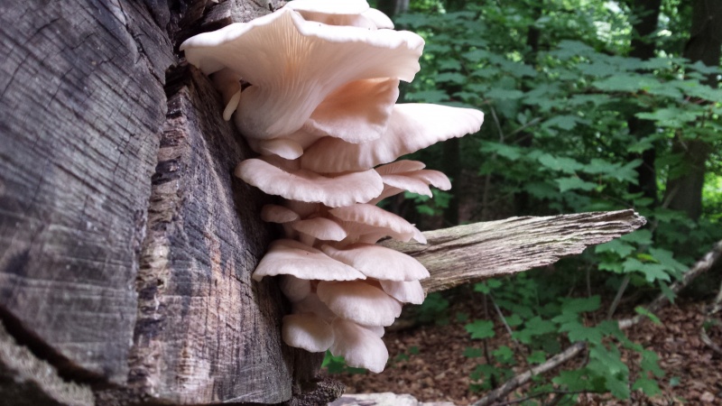 Bestand:Bleke oesterzwam Pleurotus pulminarius.jpg