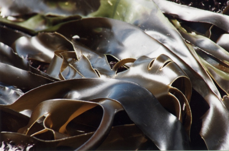 Bestand:Kombu breton.jpg