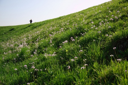 Een veld pinksterbloemen in het voorjaar