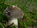 Miniatuurafbeelding voor de versie van 2 jan 2021 18:21