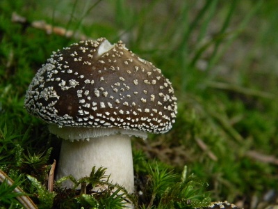 Panteramaniet met de kenmerkende donkerbruine hoedkleur. Echter de panteramaniet komt voor van donkerbruin tot lichtbruin. zie foto boven