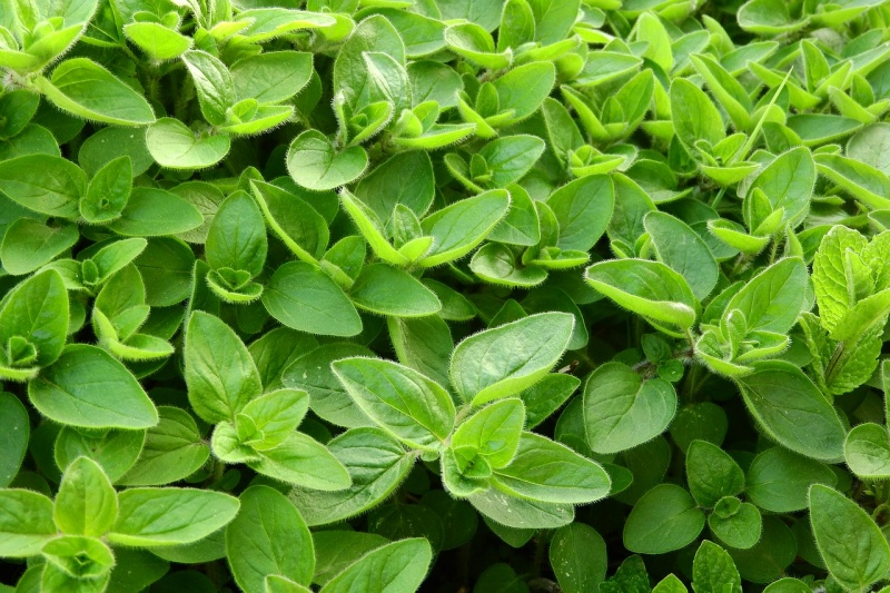 Bestand:Marjoram.jpg