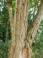 Bast Robinia.JPG