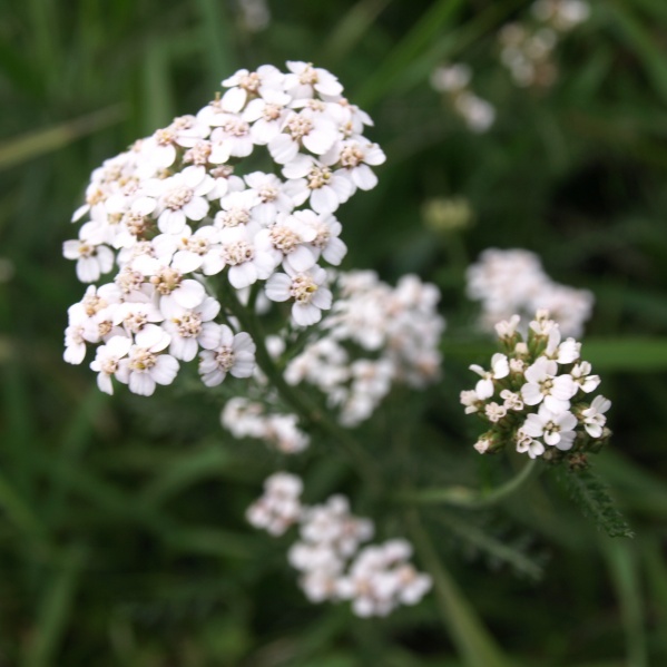 Bestand:Duizendblad bloemscherm in het wild.jpg
