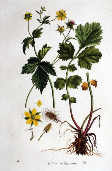 Bestand:Geel nagelkruid1 (1).jpg