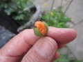 Miniatuurafbeelding voor de versie van 22 feb 2018 11:36