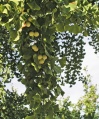 Ginkgo vruchten.jpg