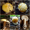 Amanita gemmata.jpg