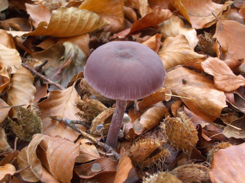 Bestand:Amethystzwam.jpg
