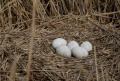 Miniatuurafbeelding voor de versie van 25 apr 2011 16:26
