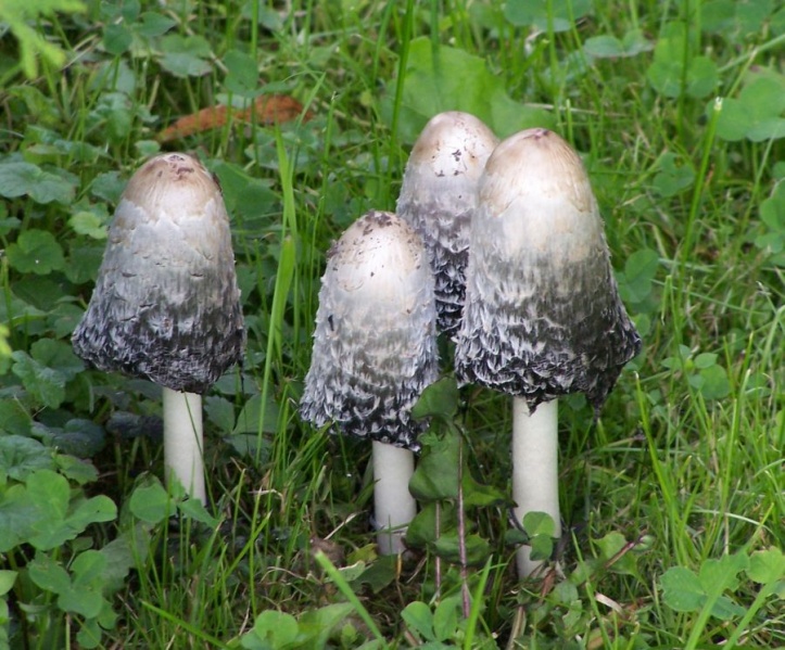 Bestand:Coprinus comatus 2.jpg