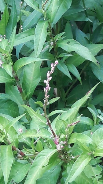 Bestand:Waterpeper.jpg