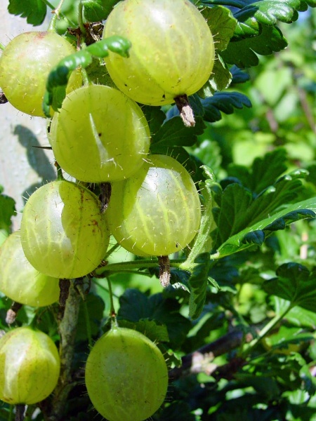 Bestand:Kruisbes.jpg