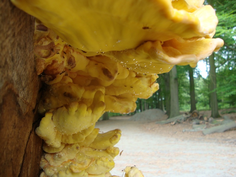 Bestand:Zwavelzwam closeup.jpg