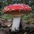 Miniatuurafbeelding voor de versie van 7 dec 2020 13:44