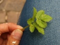 Miniatuurafbeelding voor de versie van 20 aug 2015 21:26