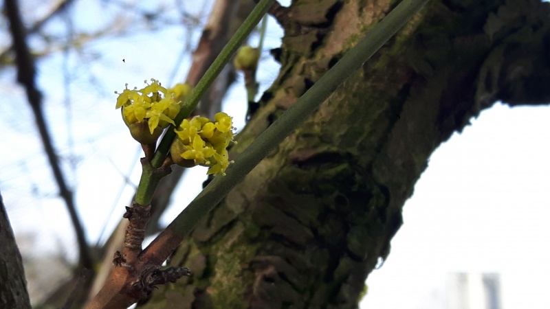 Bestand:Bloem gele kornoelje.jpg