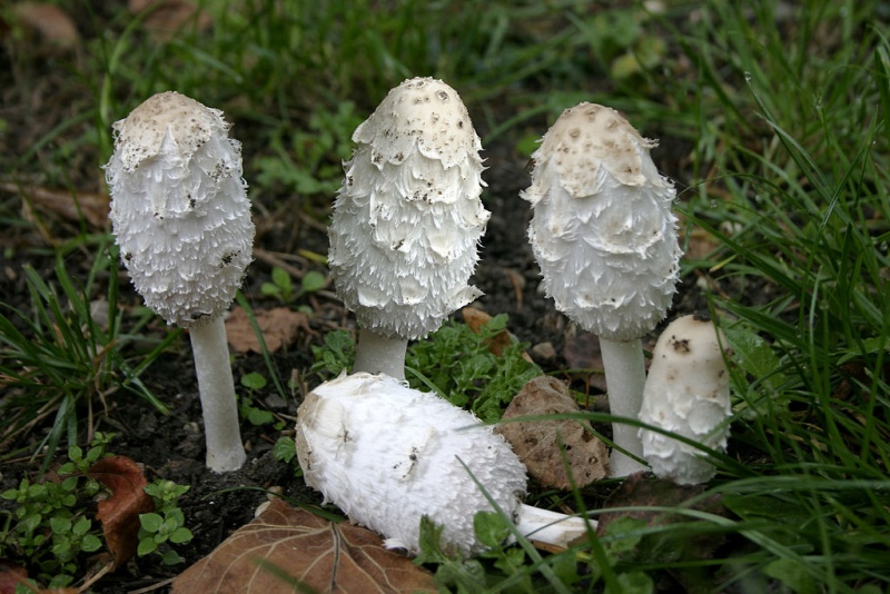 Bestand:Coprinus comatus.jpg