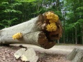 Miniatuurafbeelding voor de versie van 18 mei 2012 23:45