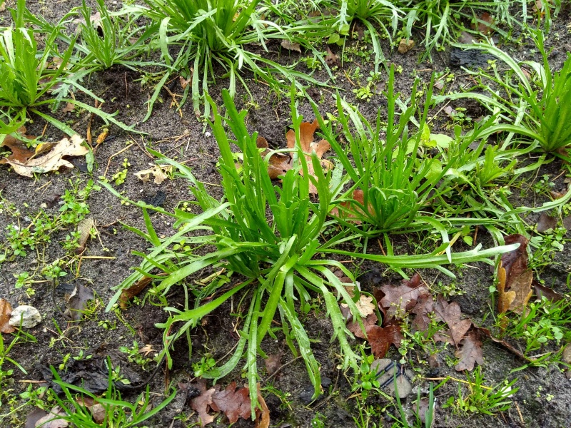 Bestand:Hertshoornweegbree plantjes.jpg