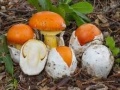 Miniatuurafbeelding voor de versie van 2 jan 2021 18:18