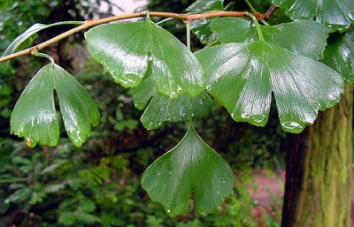 Ginkgoblad.jpg