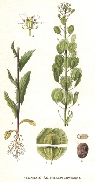 Bestand:Thlaspi arvense 2.jpg