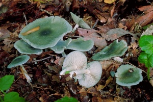 Clitocybe odora.jpg