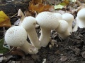 Miniatuurafbeelding voor de versie van 8 nov 2018 21:26