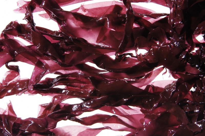 Bestand:Dulse.jpg