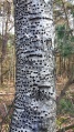 Miniatuurafbeelding voor de versie van 1 feb 2021 12:17