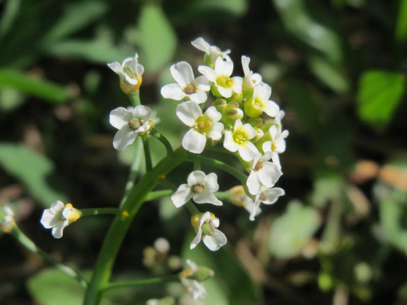 Bestand:Thlaspi arvense.jpg