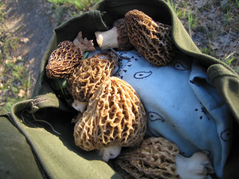 Bestand:Morieljeoogst.jpg