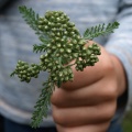 Miniatuurafbeelding voor de versie van 20 aug 2015 20:35