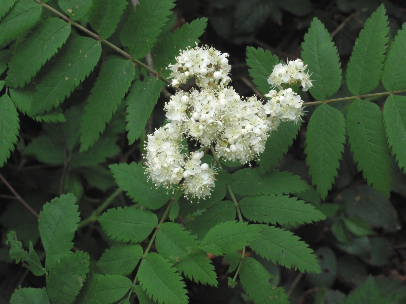 Bestand:Sorbus aucuparia Wilde lijsterbes bloeiwijze.jpg