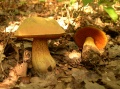 Miniatuurafbeelding voor de versie van 11 nov 2020 09:34