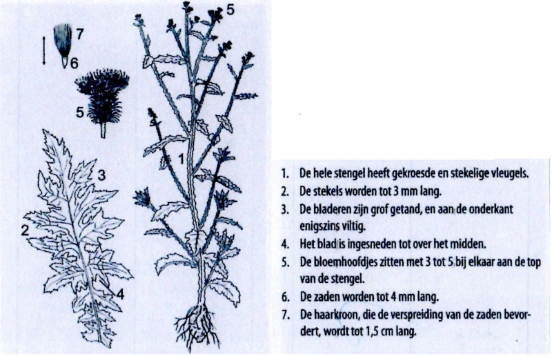 Bestand:Kruldistel.png