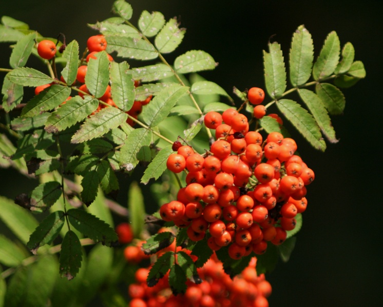 Bestand:Sorbus aucuparia owoce 744.jpg